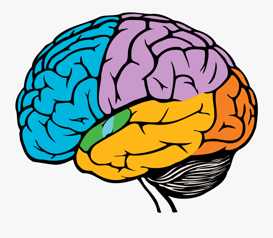 Brain Drawing Easy, Transparent Clipart