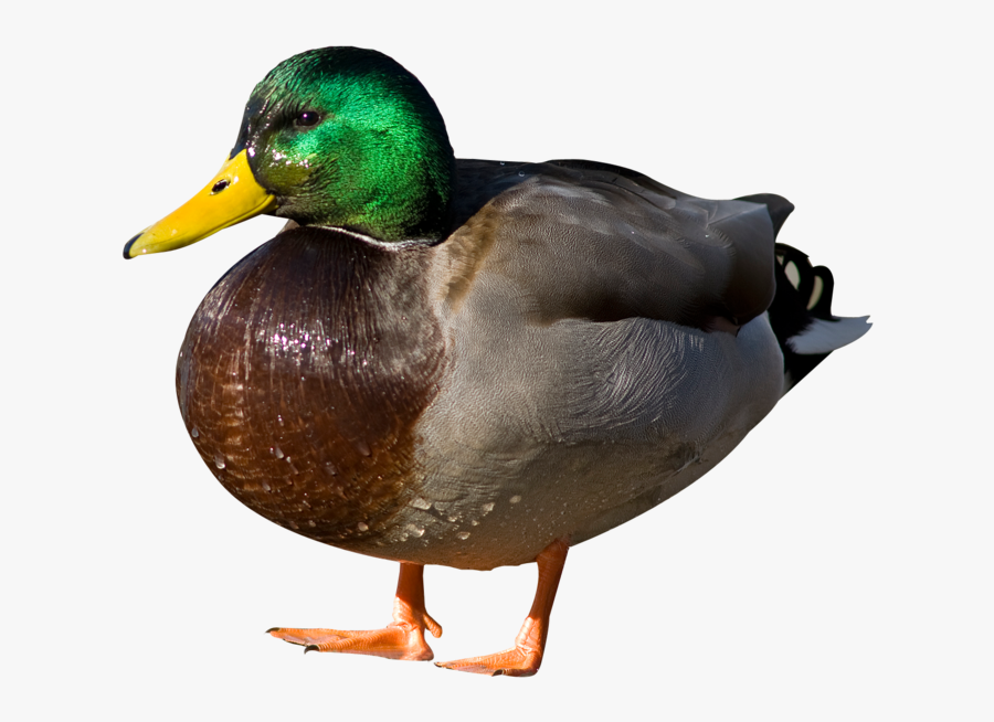 Transparent Mallard Clipart - Transparent Background Transparent Duck, Transparent Clipart