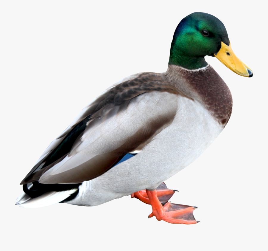 Hq Png Transparent Images - Duck Png, Transparent Clipart