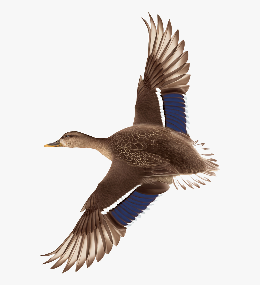 Duck Flight Mallard - Duck Brown Png, Transparent Clipart