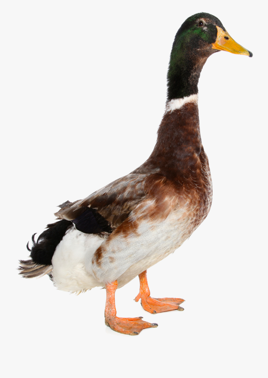 Duck - Duck Png, Transparent Clipart