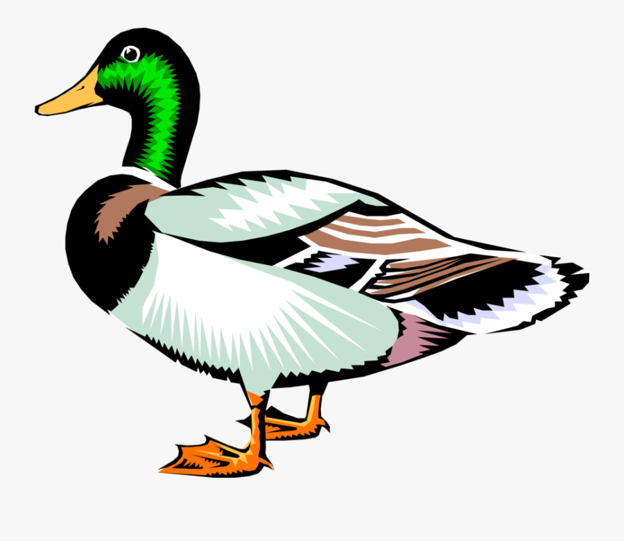 Vector Illustration Of Male Mallard Duck Bird - Clip Art Realistic Duck, Transparent Clipart