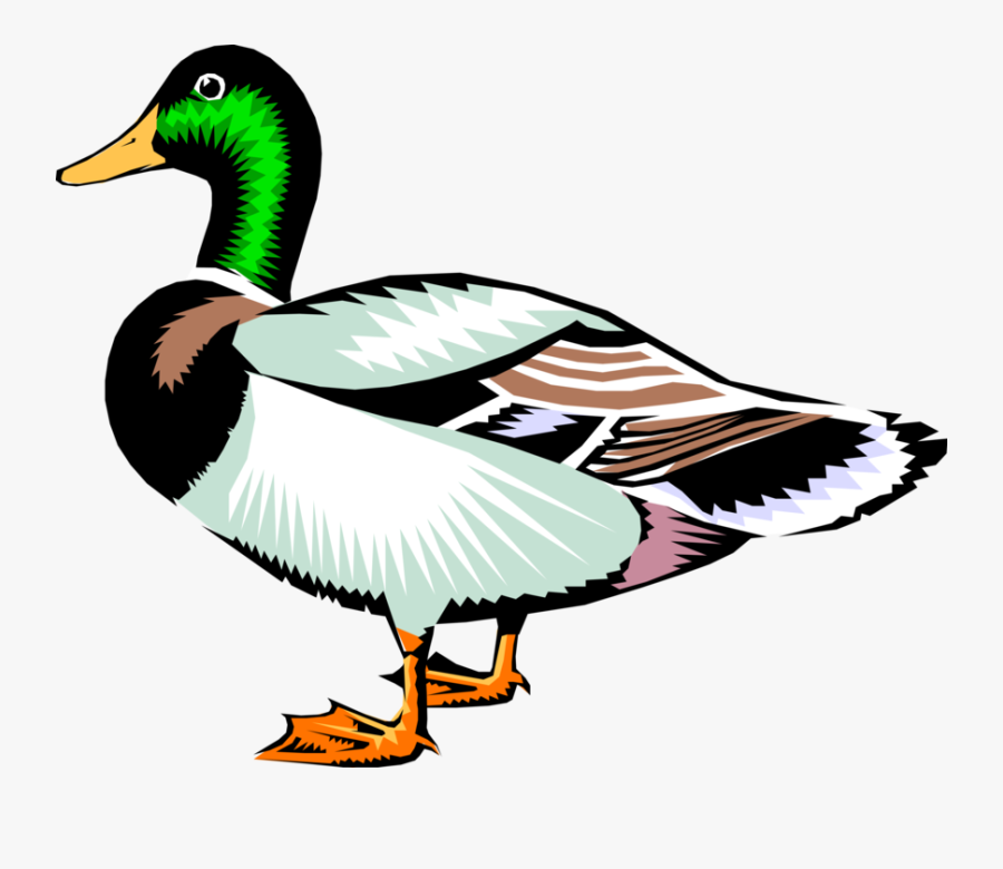 Vector Illustration Of Male Mallard Duck Bird - Clip Art Realistic Duck ...