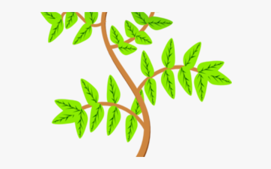 Branch Clipart Leave Clipart - Planta Clipart, Transparent Clipart