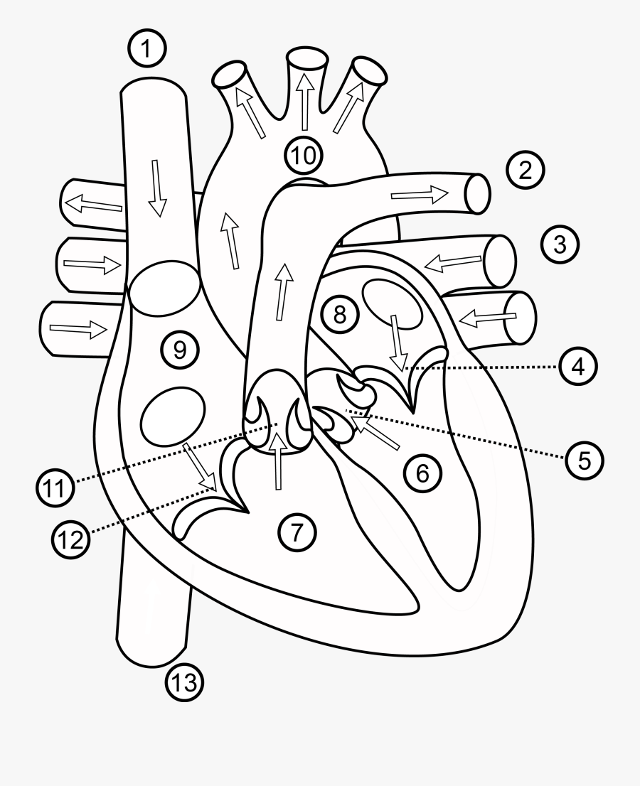 Human Heart Drawing Outline At Getdrawings - Structure Of Heart Class 7, Transparent Clipart