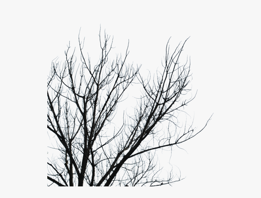 Download Dry Branches Png Clipart Branch Tree Sky Leaf - Png Dry Tree, Transparent Clipart