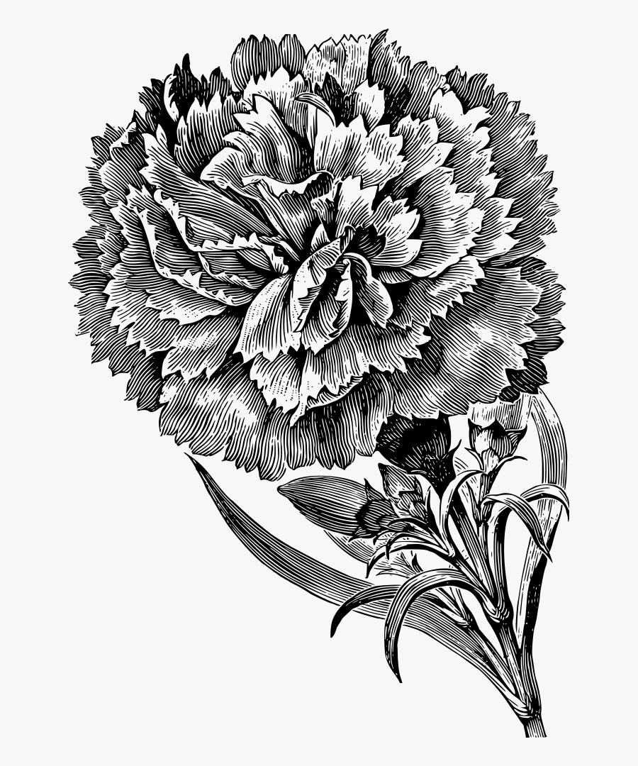 Carnation - Carnation Flower Images Black And White, Transparent Clipart