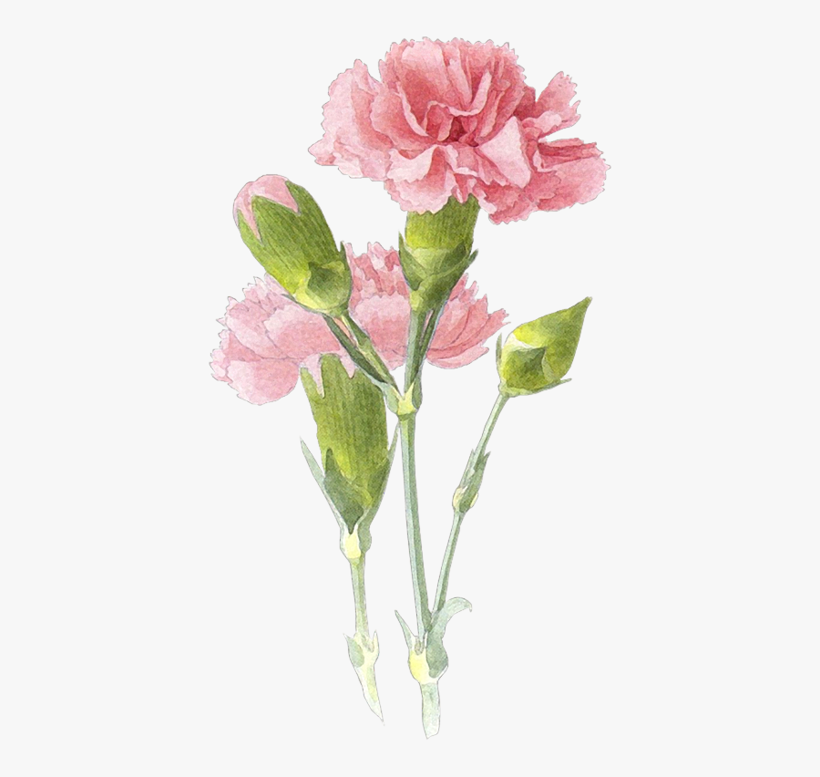 Clip Art Carnation Illustration - Carnation Flower Watercolor, Transparent Clipart