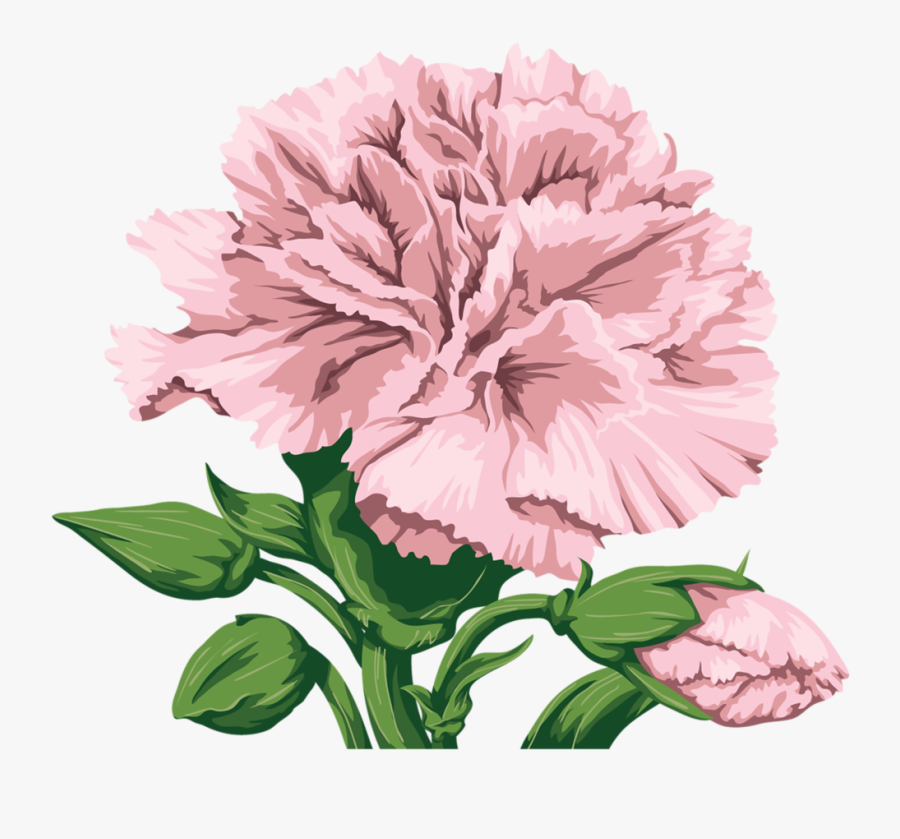 Transparent Pink Carnation Png - Free Carnation Flower Clipart, Transparent Clipart