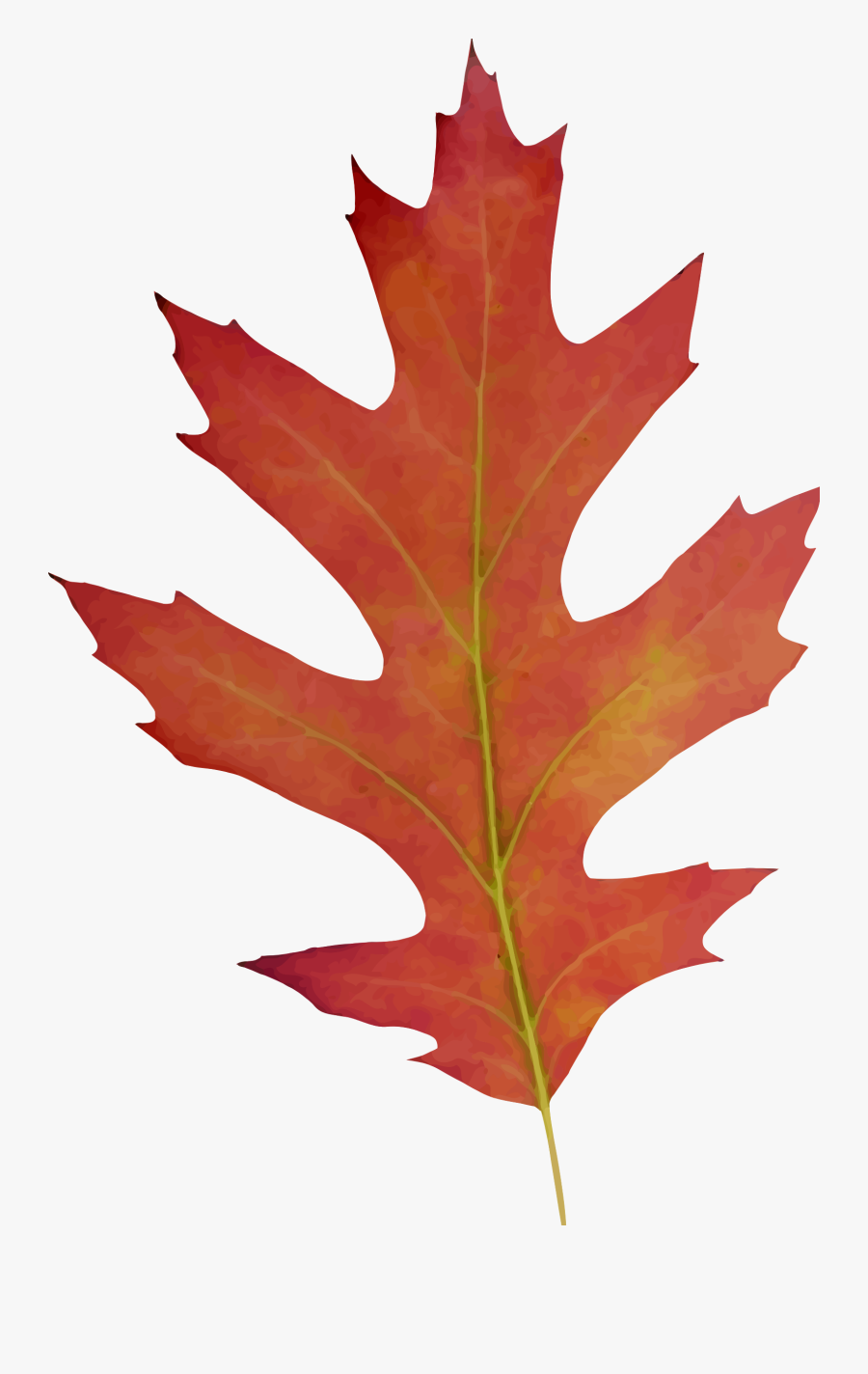 Oak Leaf Fall Drawing Clipart , Png Download - Leaf, Transparent Clipart