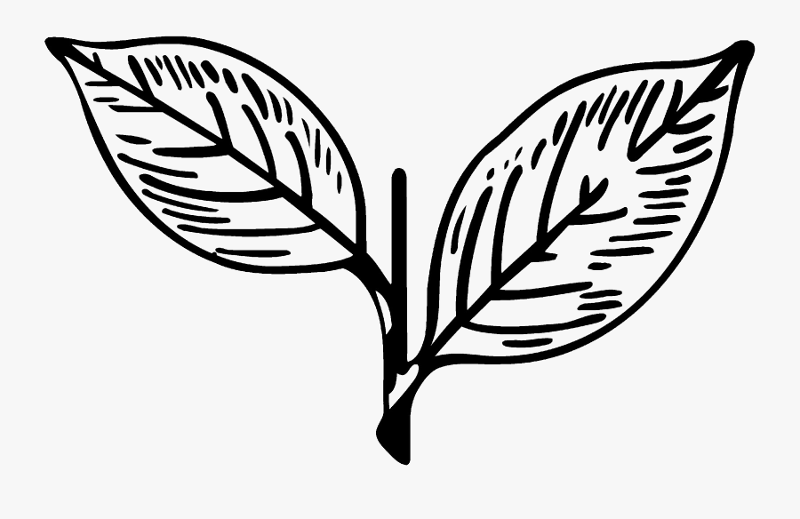 Leaf,black And White,plant,botany,clip Art,flower,tree,plant - Symbol Of All India Anna Dravida Munnetra Kazhagam, Transparent Clipart