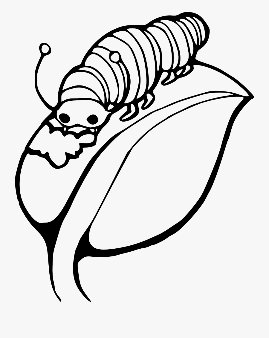 Caterpillar Insect Larvae Free Picture - Caterpillar On A Leaf, Transparent Clipart