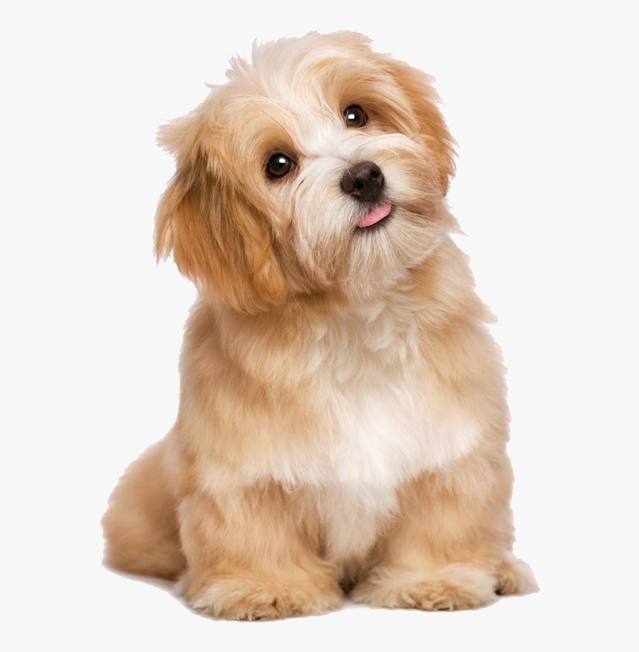All Dogs, Transparent Clipart