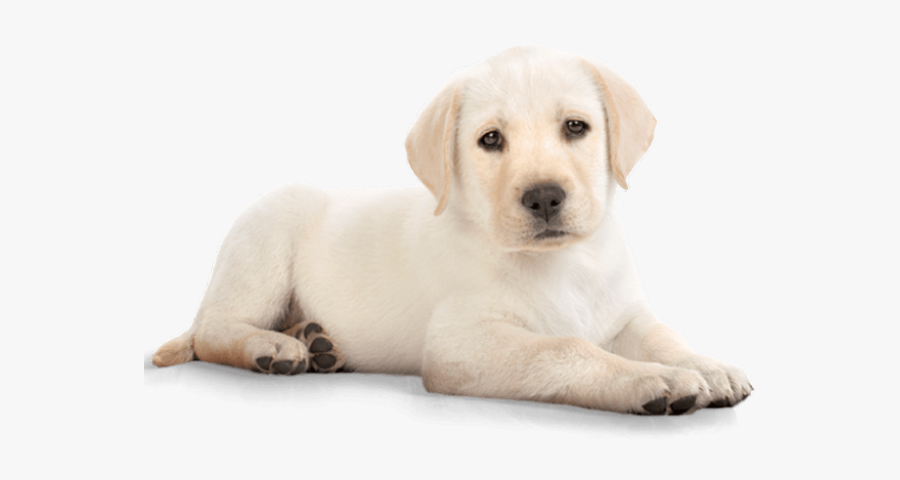 Puppy Dog Labrador - Puppy Png, Transparent Clipart