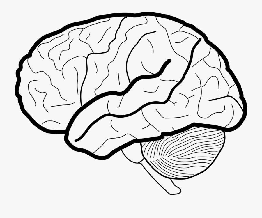 Human Png Transparent Images - Brain Picture Black And White , Free ...
