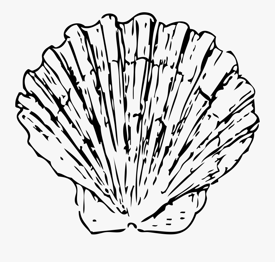 Seashell Clipart - Scallop Clipart Black And White, Transparent Clipart