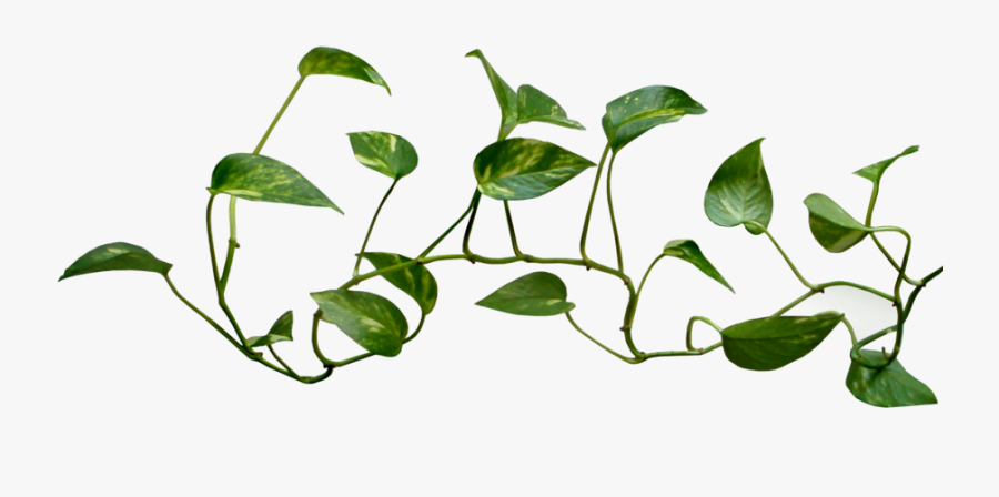 28 Collection Of Money Plant Images Clipart - Plant Vines Transparent, Transparent Clipart