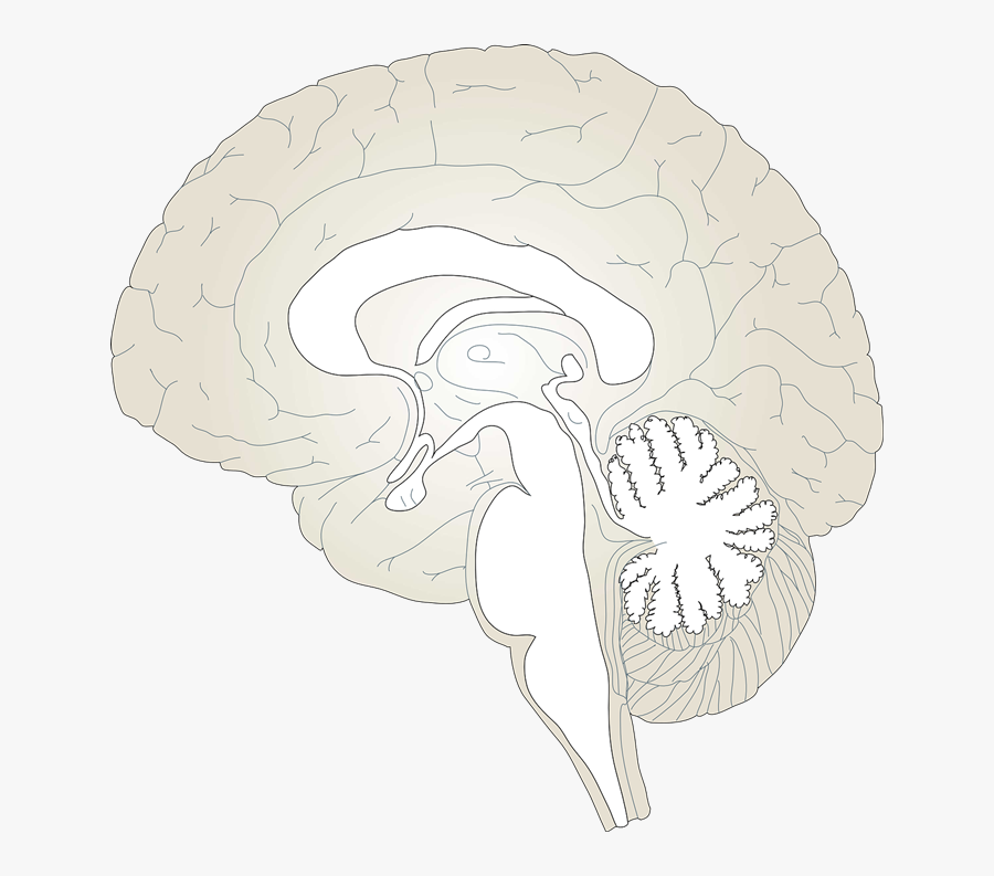 Brain Cross Section Transparent, Transparent Clipart