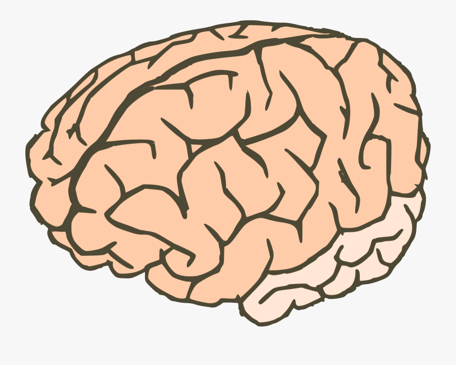 Brain 2colors - Cerebro Png, Transparent Clipart