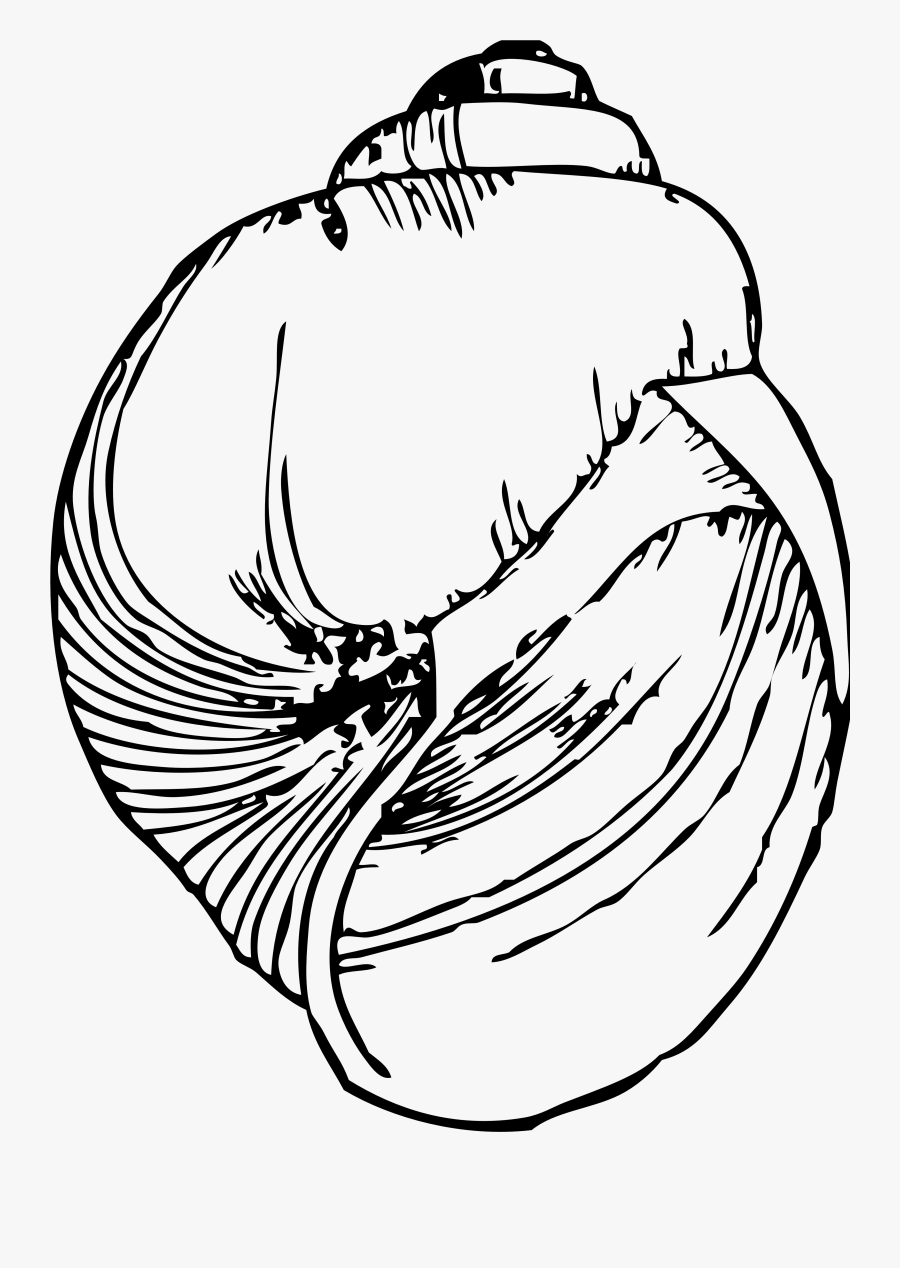 Shell Clipart Line - Line Drawing Of A Shell, Transparent Clipart
