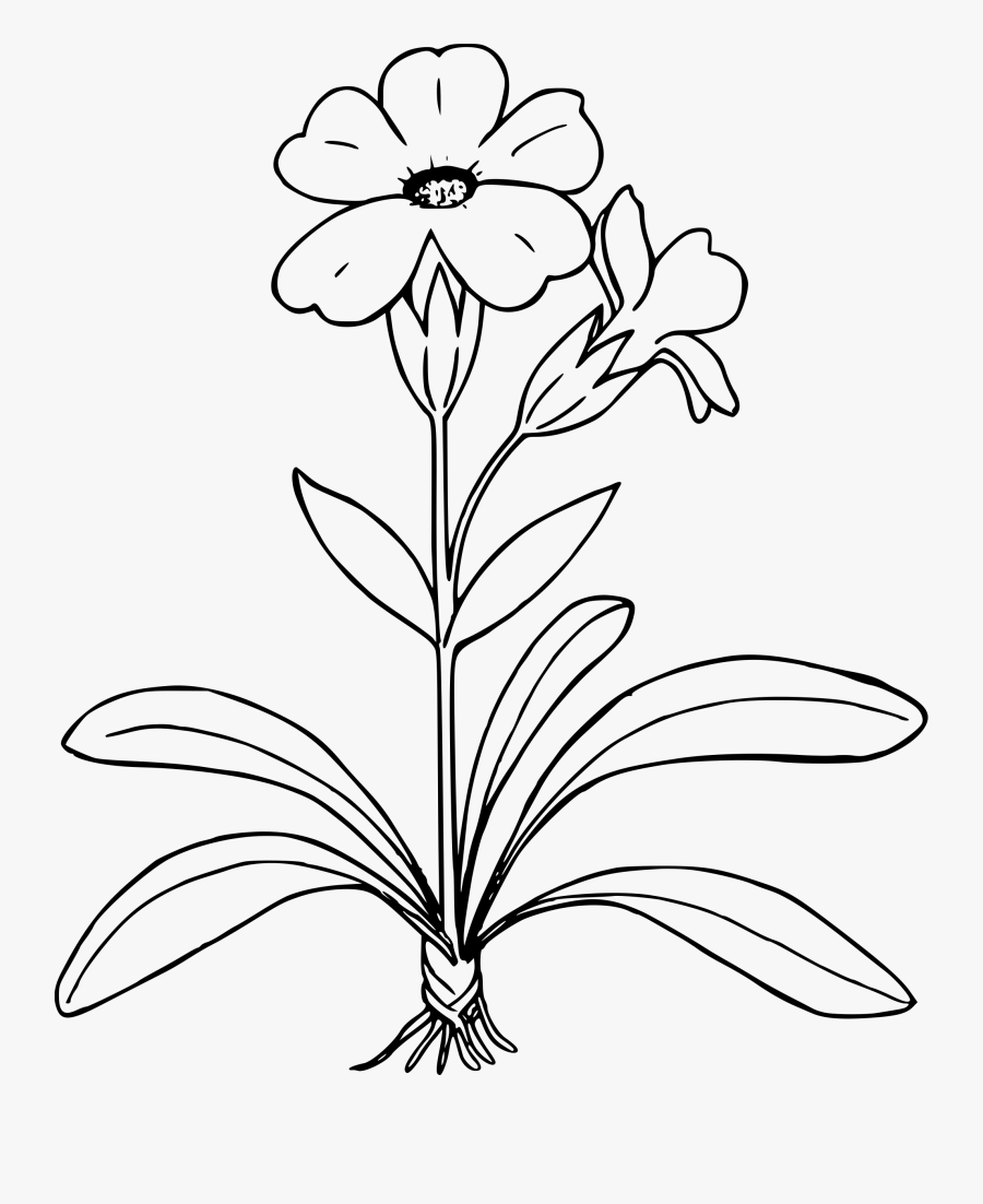 Soybean Plant Clipart Black And White : Plant Clipart Black And White