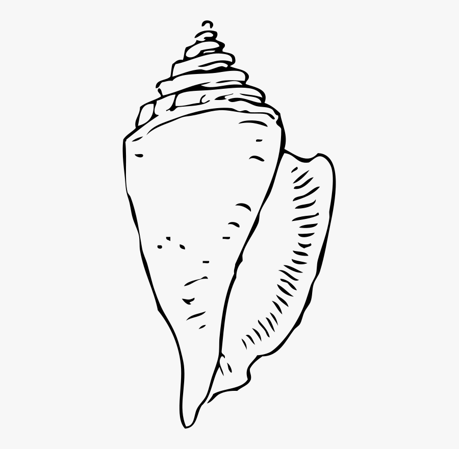 Seashell - Conch Shell Clipart Black And White, Transparent Clipart