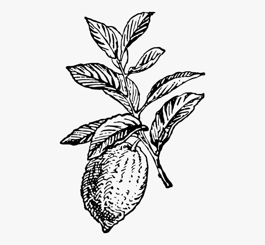 Monochrome Plant - Lemon, Transparent Clipart