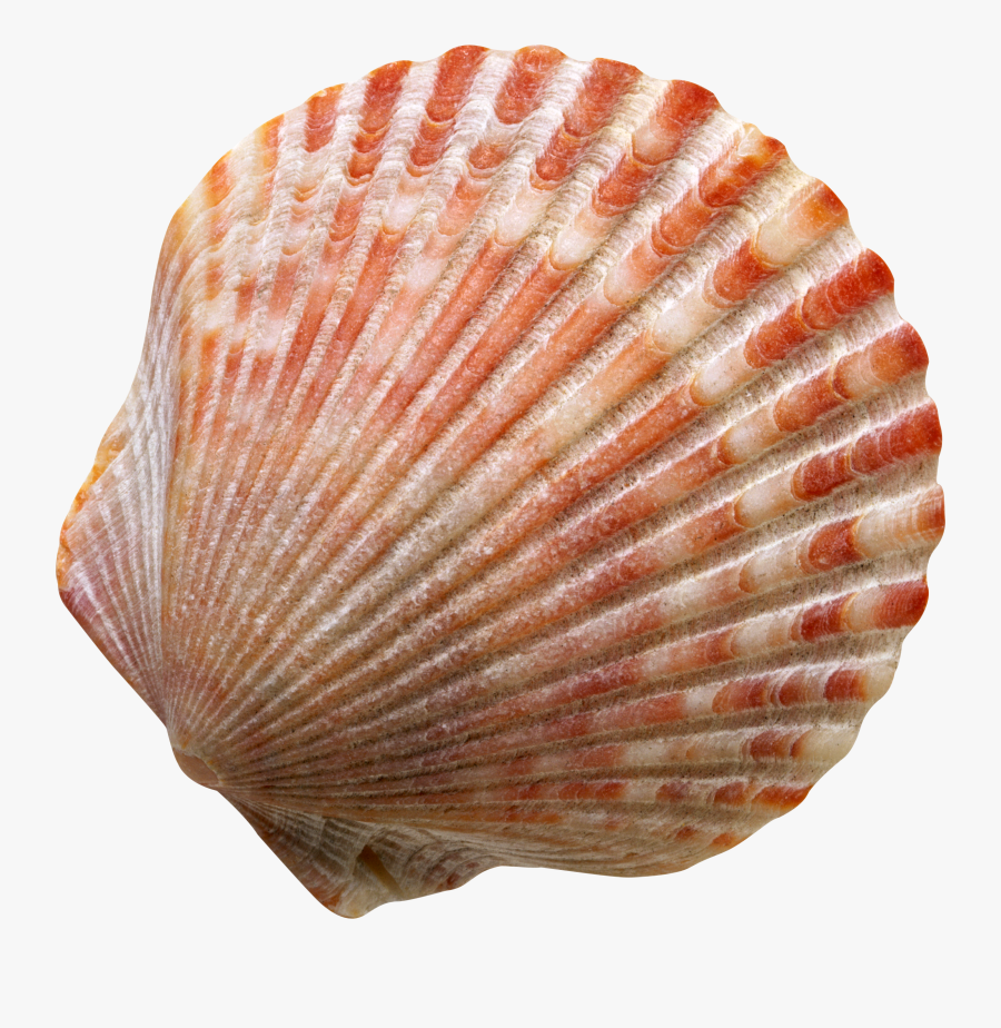 Shell Clipart Shell Scallop - Seashell Transparent, Transparent Clipart