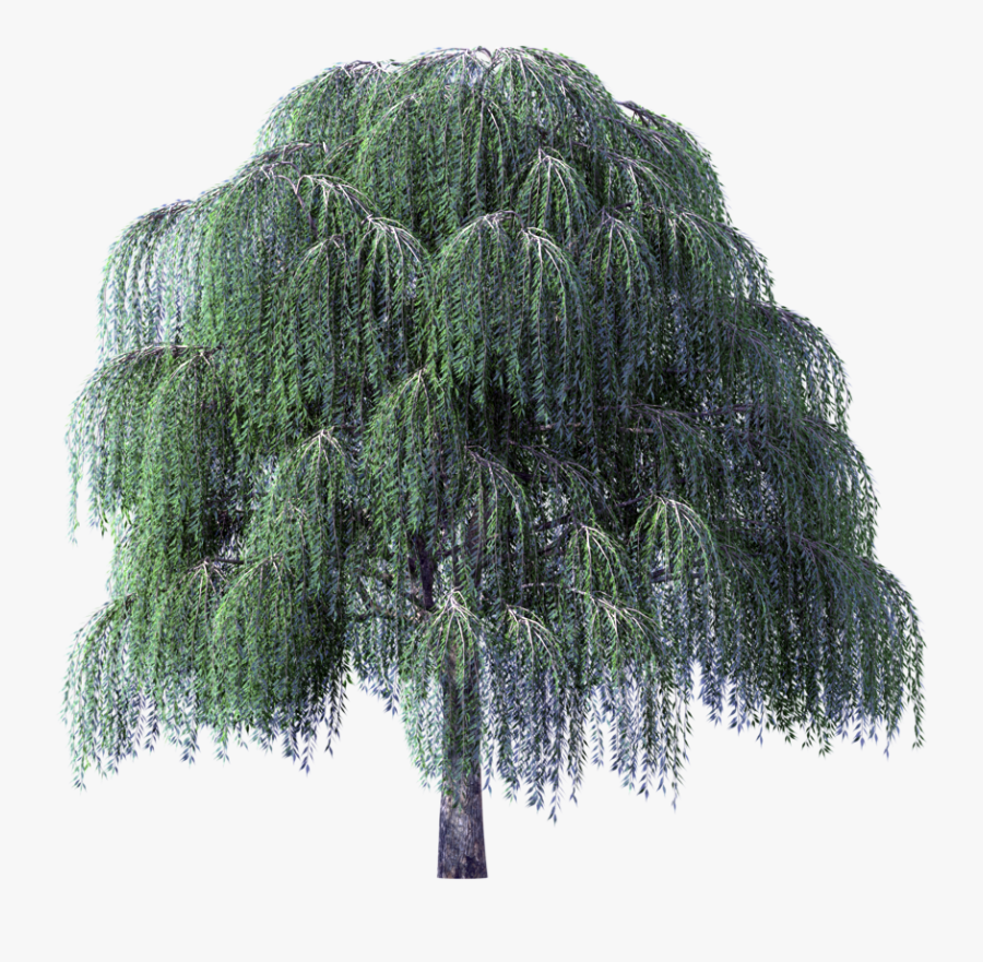 Tree Clipart Weeping Willow River - Weeping Willow Tree Transparent Background, Transparent Clipart