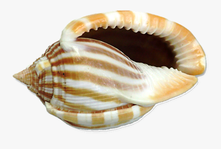 Shells Png Free - Png Shells, Transparent Clipart