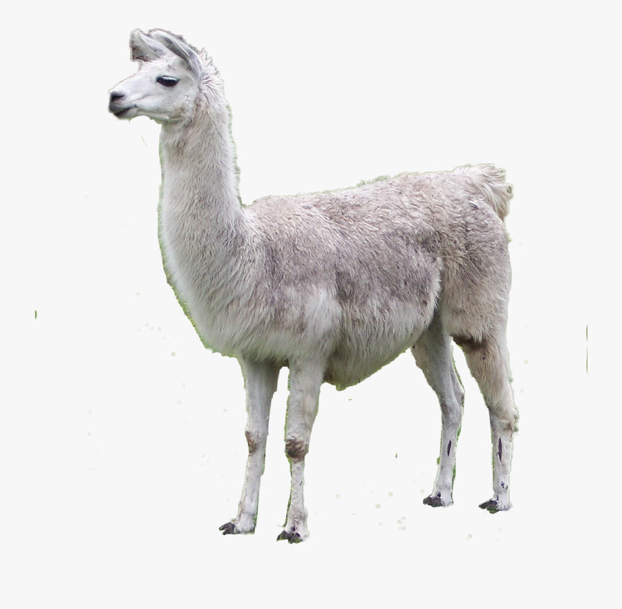 Llama Clipart Guanaco - Baby Llama, Transparent Clipart