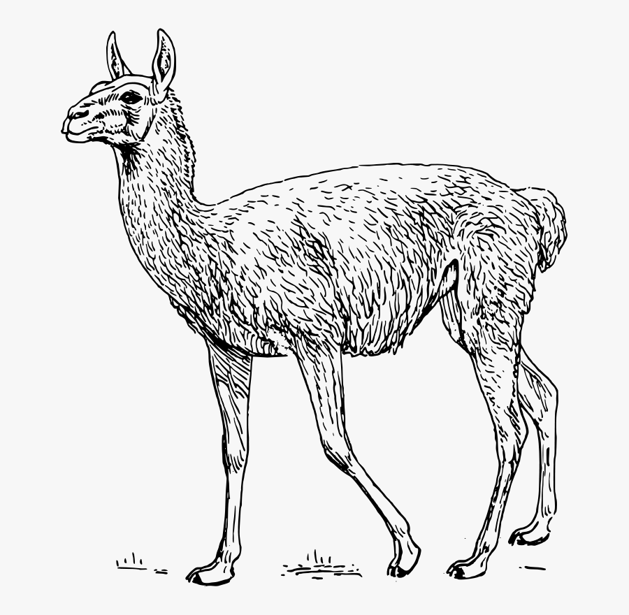 Black And White Images Of Llama, Transparent Clipart