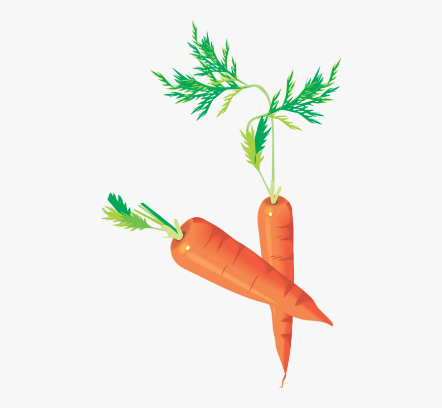 Carottes Png - Carrots Drawing - Zanahorias - Möhren - Baby Carrot, Transparent Clipart