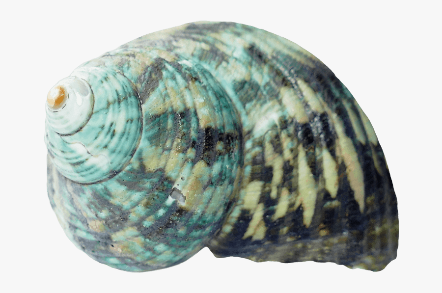 Seashell Png - Transparent Background Sea Shell Transparent, Transparent Clipart
