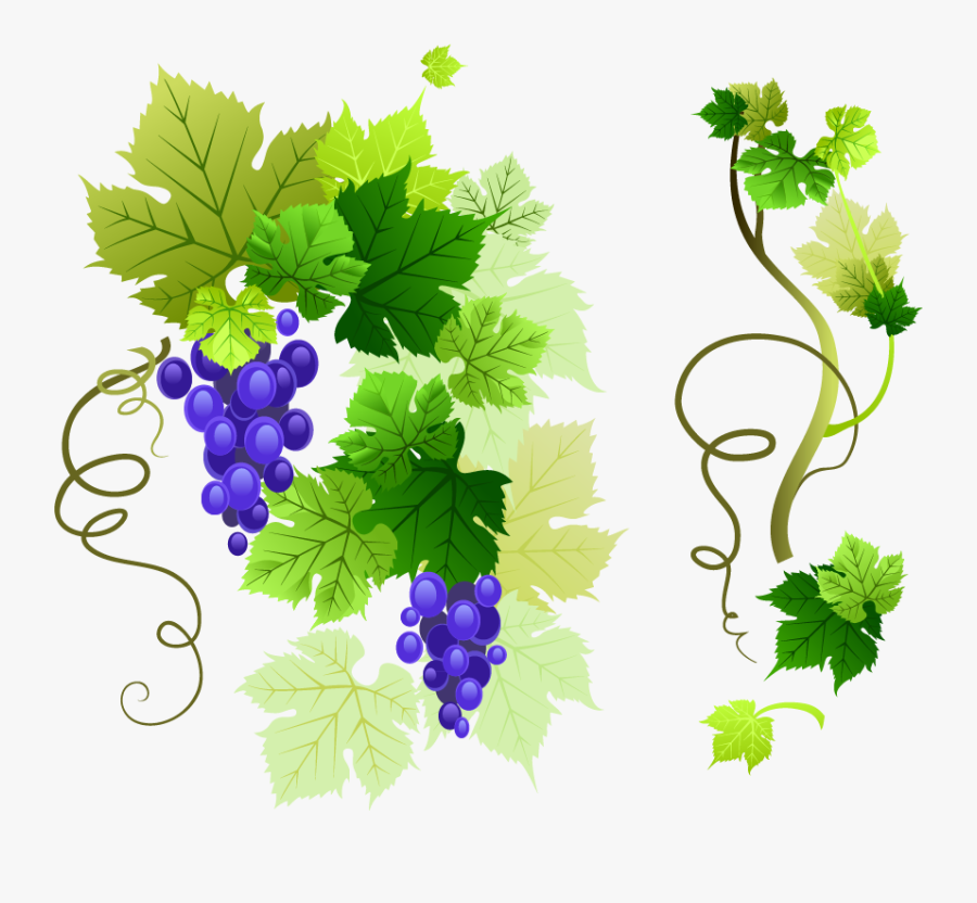 Grapes Clipart Watermelon Vine - Grape Vine Vector Png, Transparent Clipart