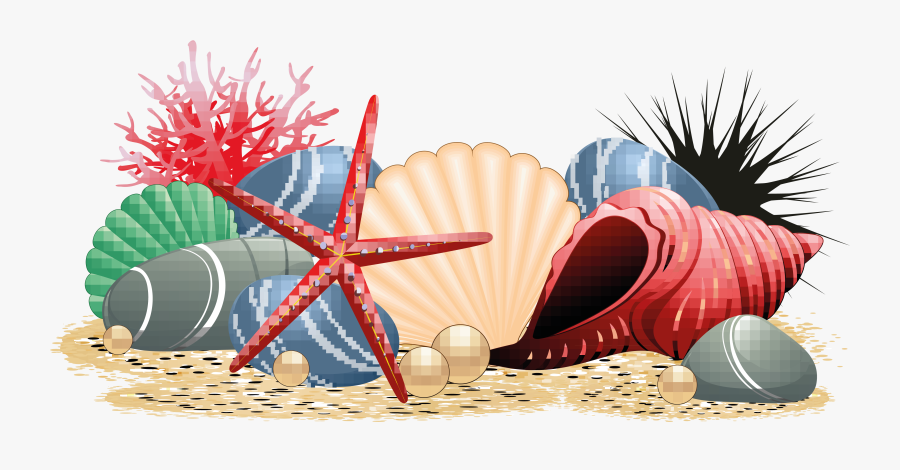 Seashell Clipart Library - Portable Network Graphics, Transparent Clipart