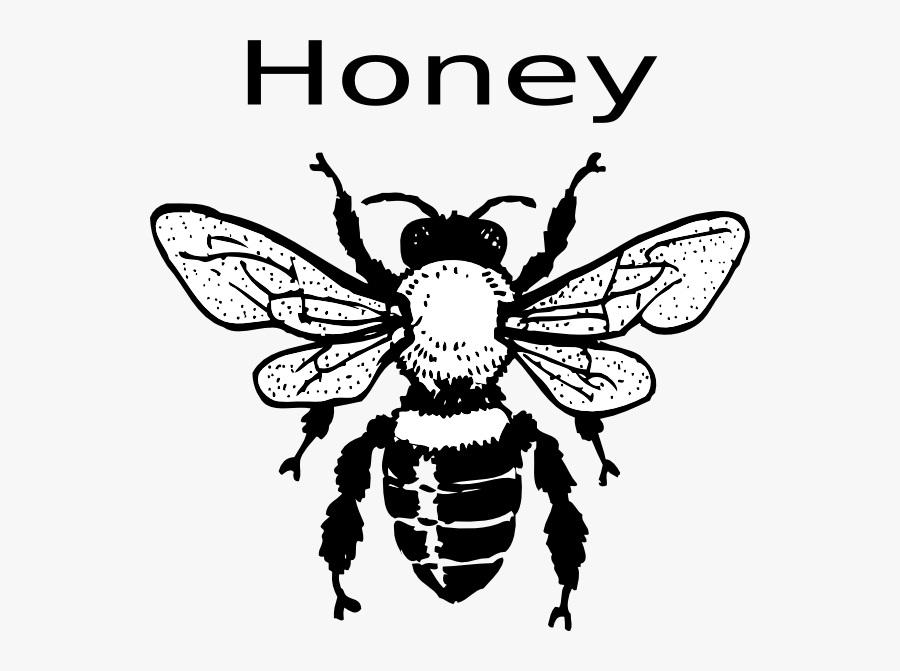 Real Bee Clipart Black And White, Transparent Clipart