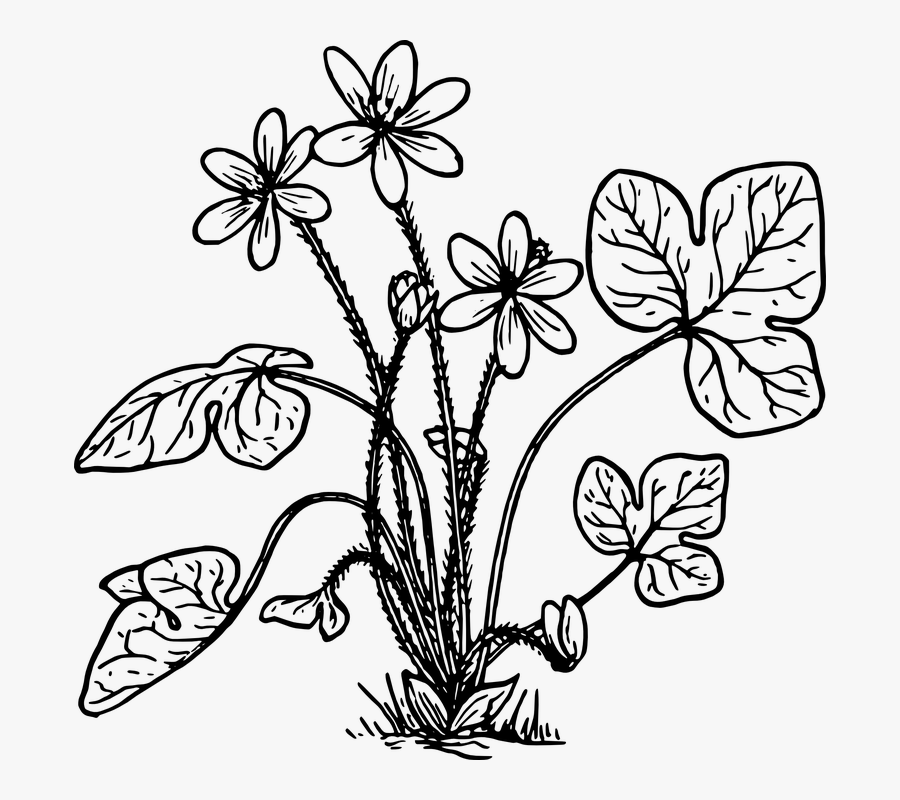 Herb, Nature, Plant, Flower, Biology, Botany - Herbs Plant Clipart Black And White, Transparent Clipart