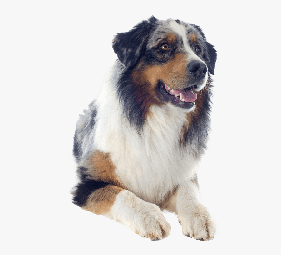 Transparent Shepherd Png - Australian Shepherd Png, Transparent Clipart