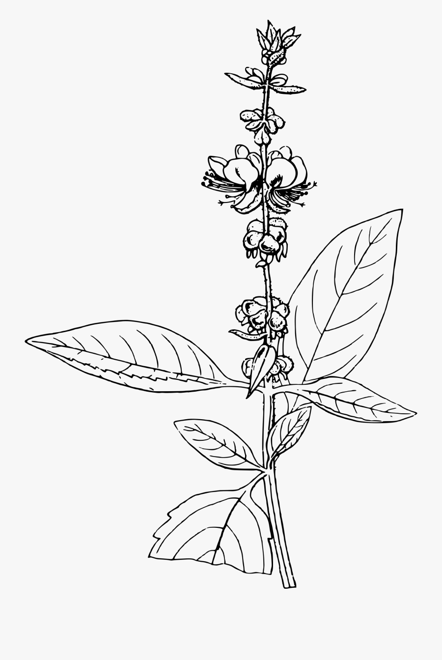 Plant Clipart Tulsi - Basil Line Drawing, Transparent Clipart