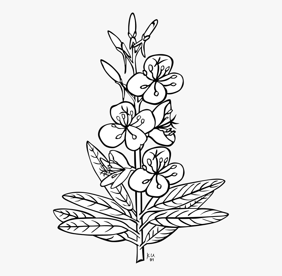 Flower Plant Outline Clipart , Png Download - Outline Pictures Of Flowers, Transparent Clipart