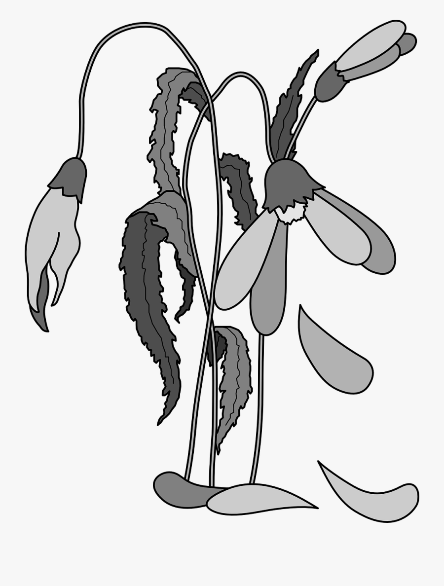 Wilted Flowers Dead Plant Flora Png Image Picpng - Dead Flower Drawing Easy, Transparent Clipart