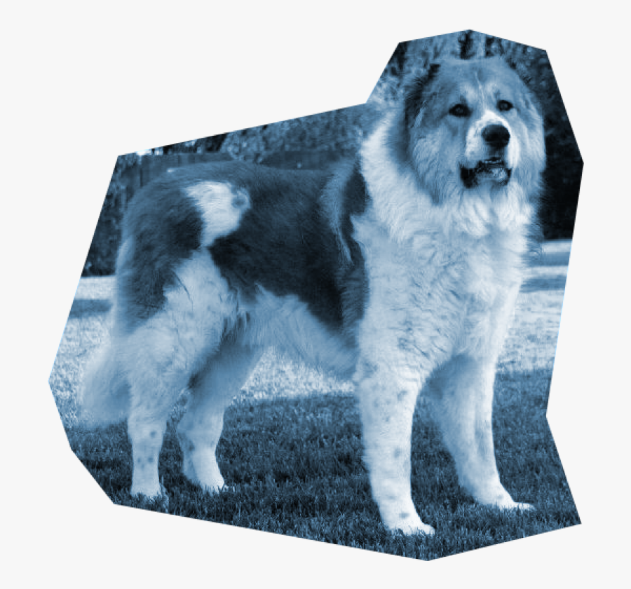 Transparent Bernese Mountain Dog Clipart - Caucasian Mountain Dog, Transparent Clipart