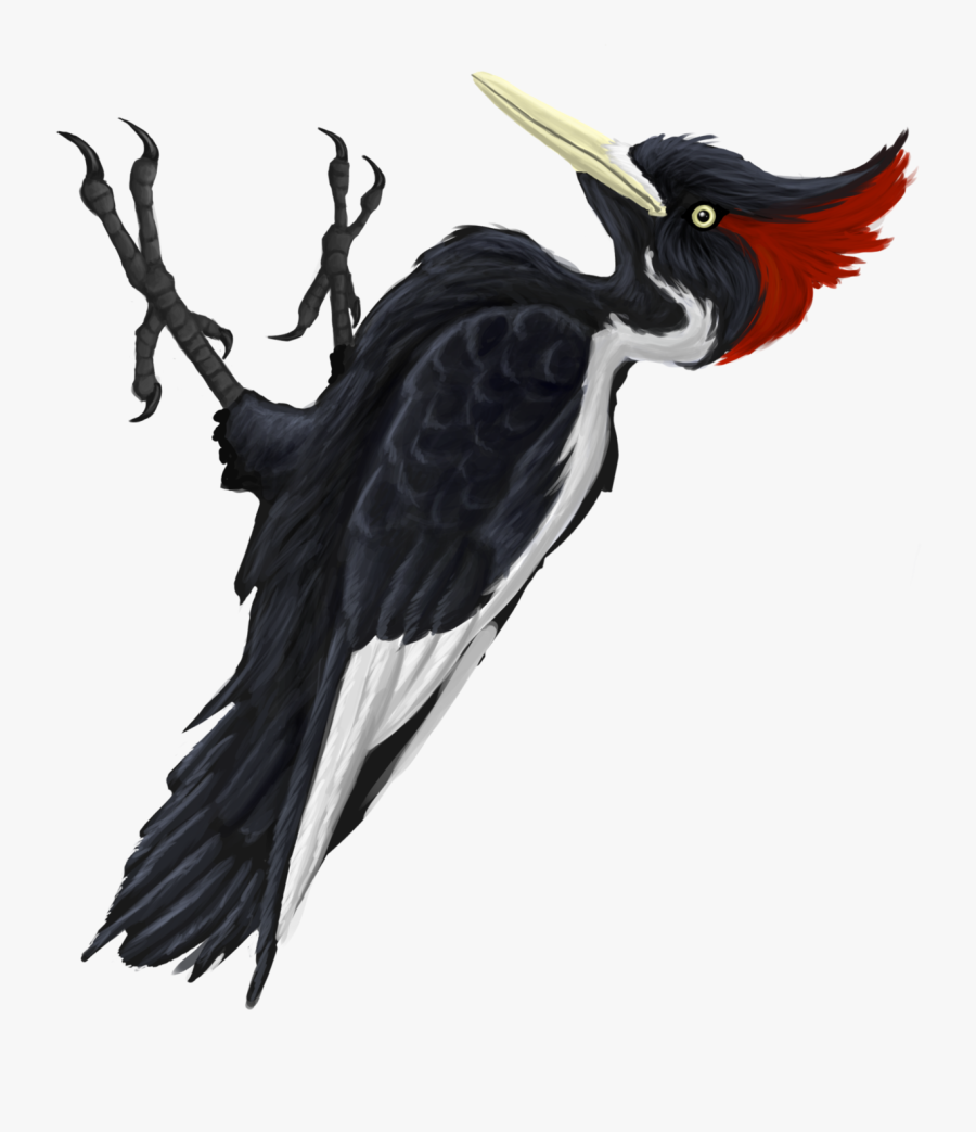 Ivory-billed Woodpecker Clipart , Png Download - Ivory-billed Woodpecker, Transparent Clipart