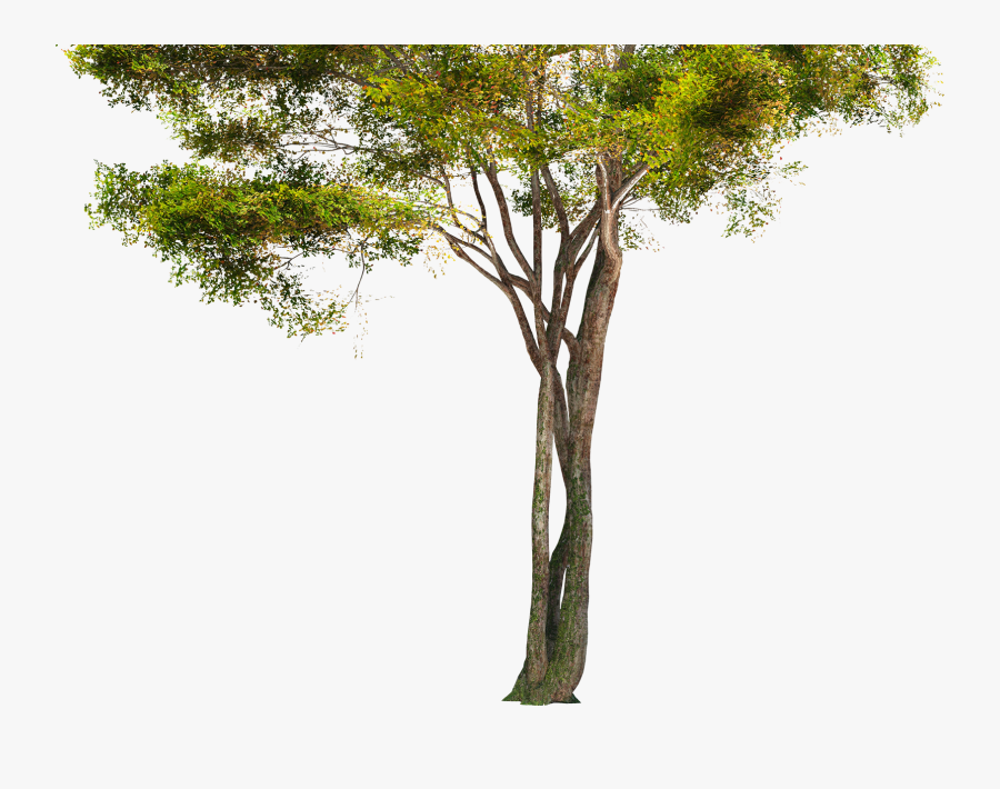 Rain Forest Tree Png, Transparent Clipart