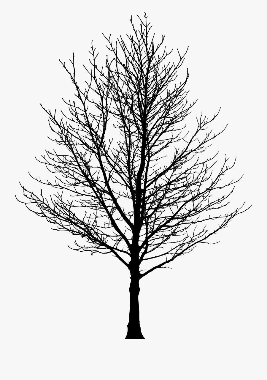 Tree Forest Sugar Maple Drawing Clip Art - Winter Tree Silhouette Png, Transparent Clipart