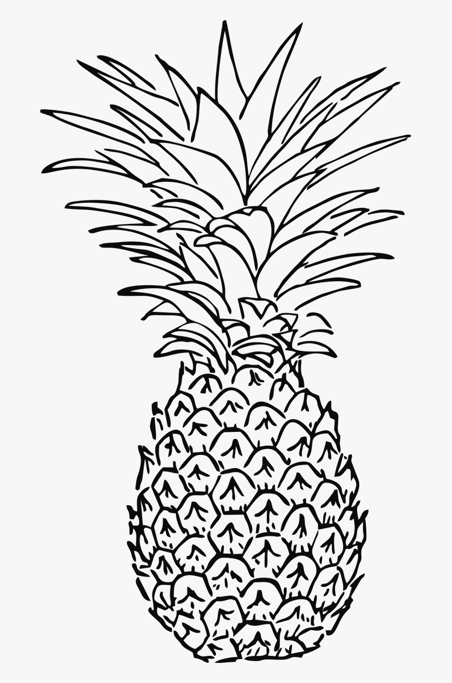 Pineapple Drawing, Transparent Clipart