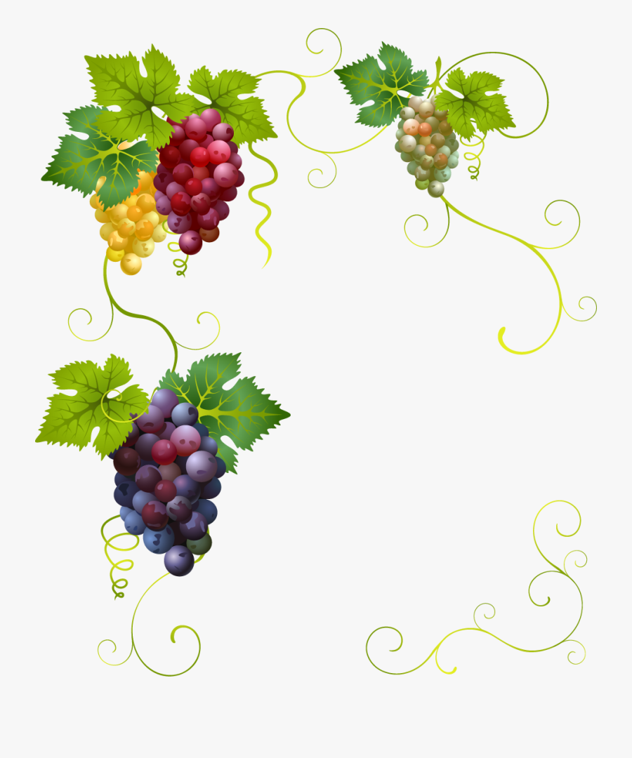 Transparent Grape Vines Clipart - Wine Grapes On Transparent Background, Transparent Clipart