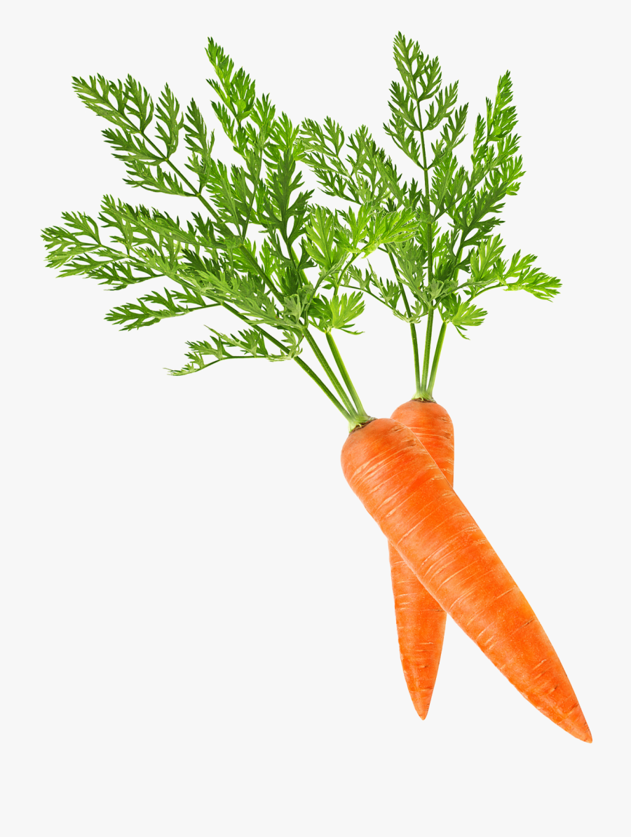 Baby Carrot Clip Art - Carrot Pictures With Leaves , Free Transparent ...