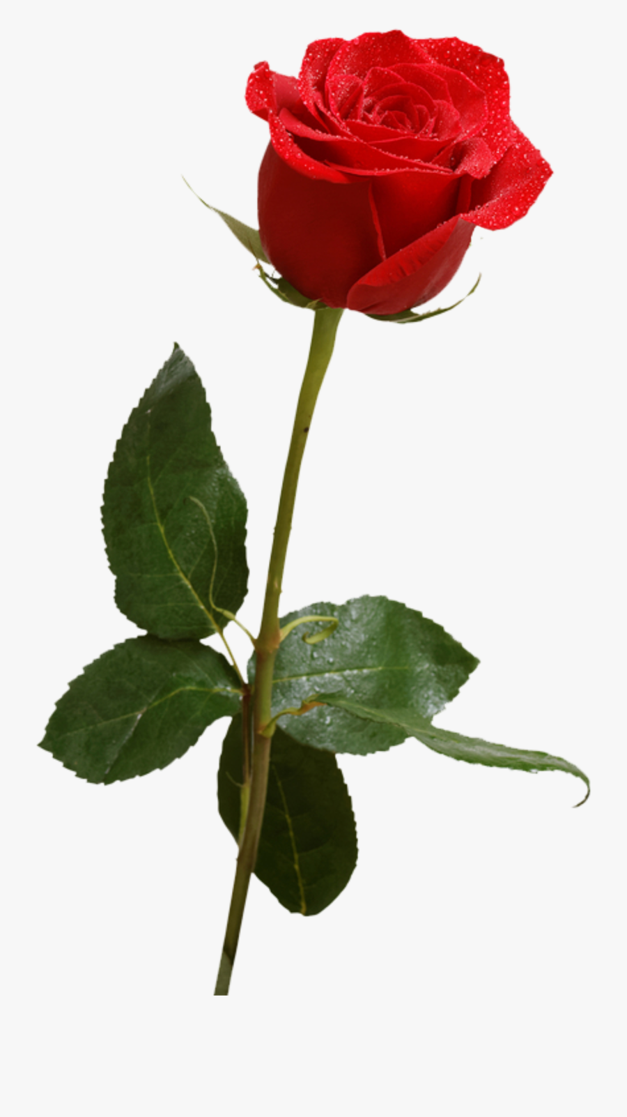 #rose #flower #red #thebachelorette #bachelorette #freetoedit - Red Bachelorette Rose, Transparent Clipart